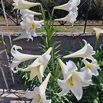 Crystal * Néo Klíma