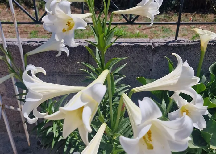 Crystal * Νέο Κλήμα